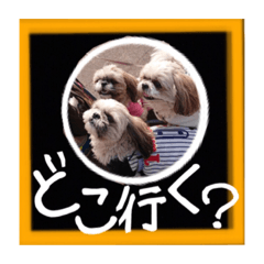 [LINEスタンプ] シーズー親子のまいにち