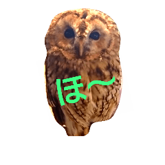 [LINEスタンプ] Owl qute stamp