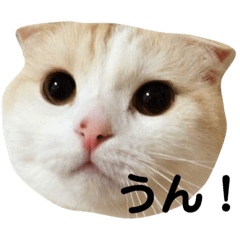 [LINEスタンプ] きなもなスタンプ
