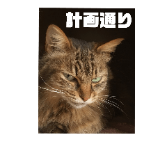 [LINEスタンプ] ねこのティナさんスタンプ①