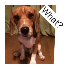 [LINEスタンプ] english dai