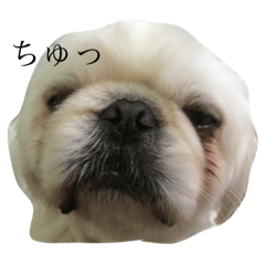 [LINEスタンプ] 白いもふもふペキニーズスタンプ