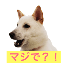 [LINEスタンプ] 白柴キビ