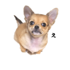 [LINEスタンプ] チワワの子犬