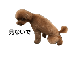 [LINEスタンプ] プードル始めました