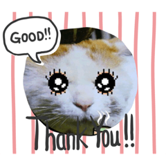 [LINEスタンプ] 猫ースタンプ 「モンプチッチン ショップ」