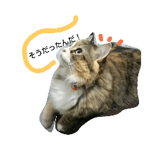 [LINEスタンプ] フレンチねこシピ
