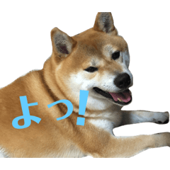 [LINEスタンプ] 柴犬＆黒猫スタンプ