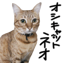 [LINEスタンプ] 我が家の愛猫 オシキャットネオスタンプ