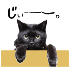 [LINEスタンプ] 黒猫のジジさん