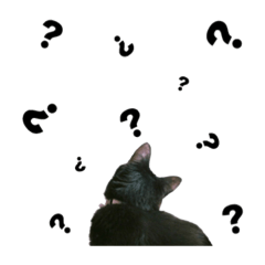[LINEスタンプ] 黒猫 シンプル スタンプ。