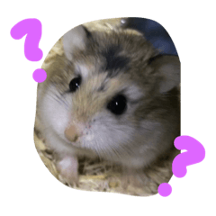 [LINEスタンプ] 癒されはむちゃん