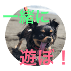 [LINEスタンプ] チワワのリアンのスタンプ