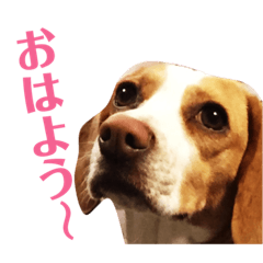 [LINEスタンプ] おクゥーちゃん。