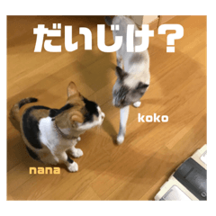 [LINEスタンプ] 栃木弁なニャンコです(^-^) by nana＆ koko