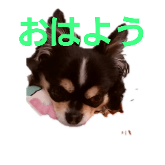 [LINEスタンプ] まろシリーズ