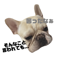 [LINEスタンプ] マィペットスタンプ