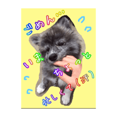 [LINEスタンプ] 秋田犬  ナッちゃん