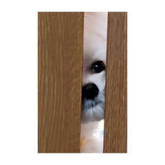 [LINEスタンプ] 犬のモコちゃん(チワマル)の画像（メイン）