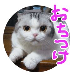 [LINEスタンプ] るーちゃんがいる毎日