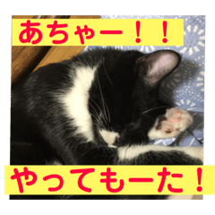 [LINEスタンプ] ニャンコ自宅警備隊パート2