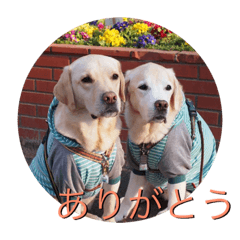 [LINEスタンプ] 凛幸☆仲良し兄弟