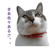 [LINEスタンプ] ベンとチャル