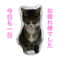 [LINEスタンプ] 我が家のニャンコ