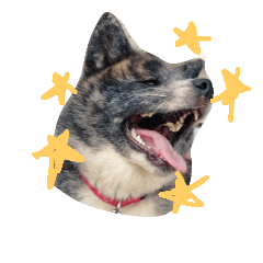 [LINEスタンプ] 秋田犬きなこ