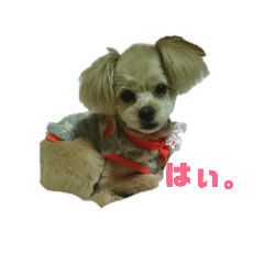 [LINEスタンプ] きくまるのスタンプ。