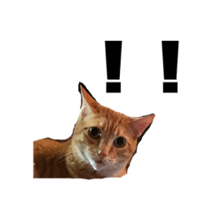 [LINEスタンプ] うちの猫キャンディ