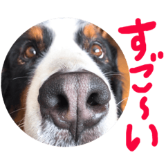 [LINEスタンプ] バーニーズマウンテン☆メルちゃん4