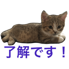[LINEスタンプ] マンチカンの子猫ちゃん