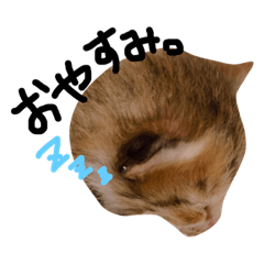 [LINEスタンプ] ねこさまスタンプ。