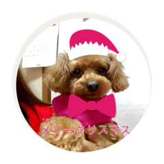[LINEスタンプ] レックストイプードル
