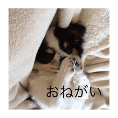 [LINEスタンプ] ゆずちゃんチワワ