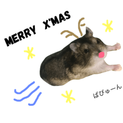 [LINEスタンプ] ハムスターのマグ 写真スタンプ冬