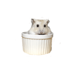 [LINEスタンプ] ハムスターのチューさん