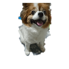 [LINEスタンプ] パピヨンきなこ