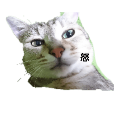 [LINEスタンプ] しおちゃん.