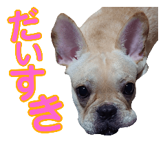 [LINEスタンプ] 愛犬ごんたのスタンプ