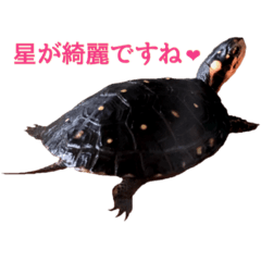 [LINEスタンプ] カメスタ