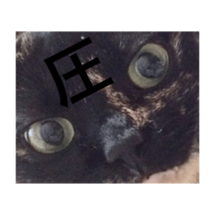 [LINEスタンプ] サビ猫☆チコ