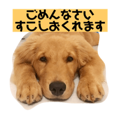 [LINEスタンプ] ゴールデンレトリバーの 日常会話