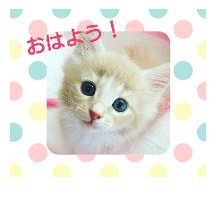 [LINEスタンプ] ニャンコのもこちゃん