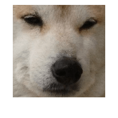 [LINEスタンプ] 柴犬はちゃぴ