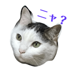 [LINEスタンプ] やんちゃ子猫オレオと兄貴猫ロンのスタンプ