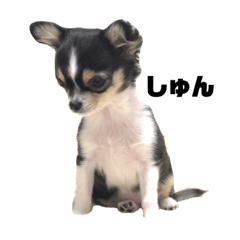 [LINEスタンプ] 我が家のチワワのルナちゃん
