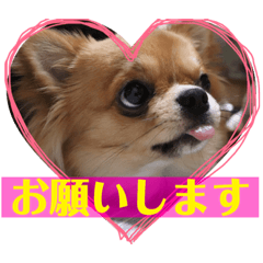 [LINEスタンプ] 溺愛ペットまめ