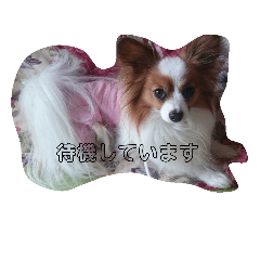 [LINEスタンプ] ぱぴよんさん2